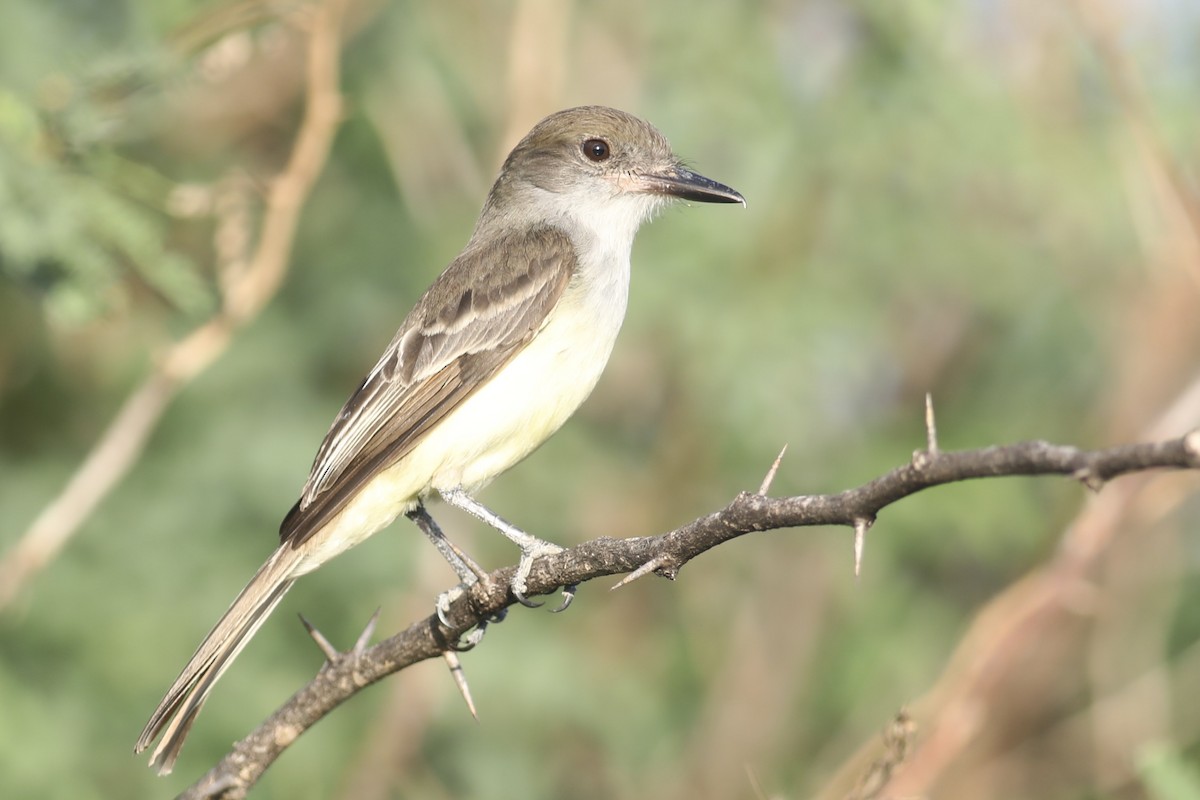 Grenada Flycatcher - ML617449795