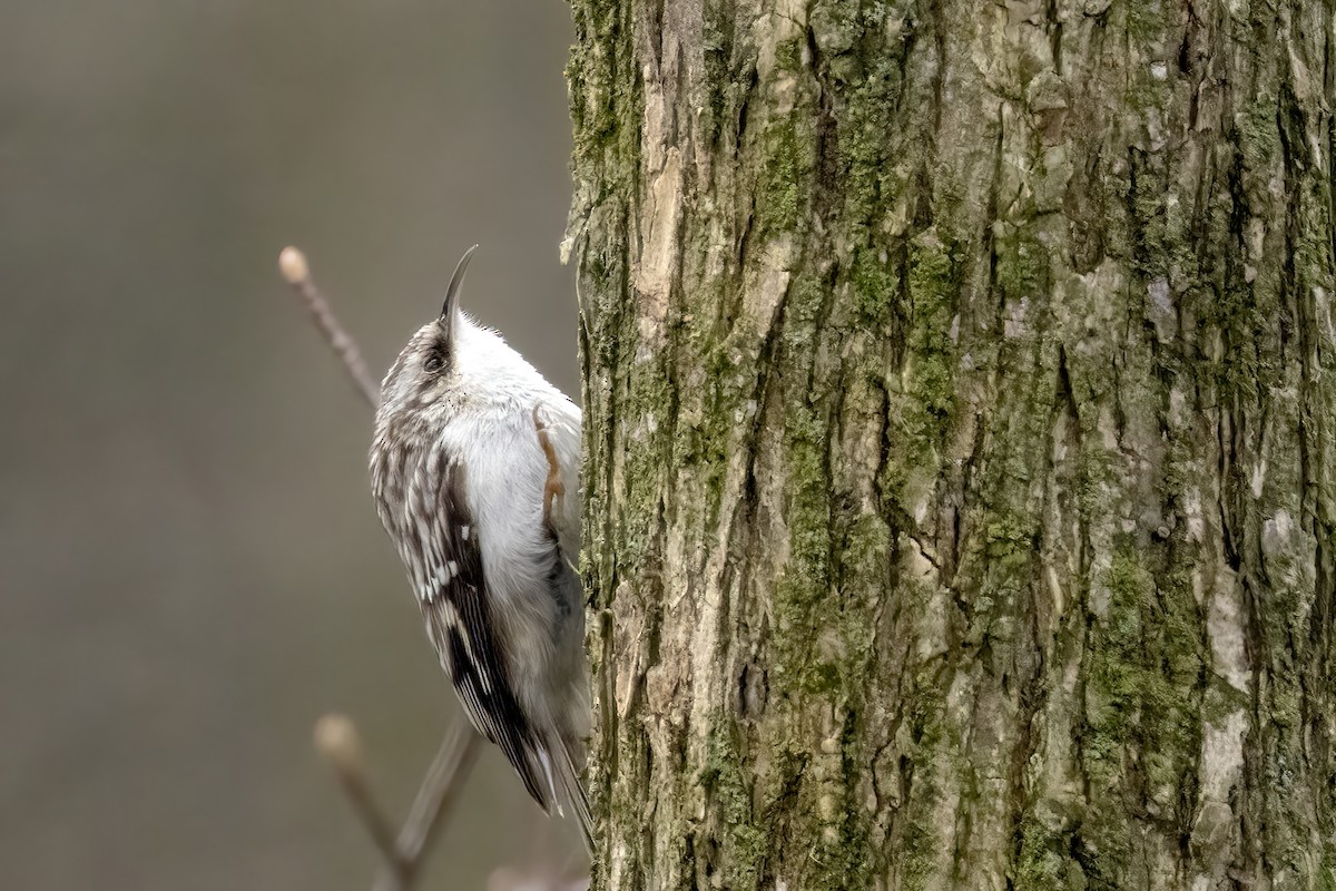 Brown Creeper (americana/nigrescens) - Al Caughey