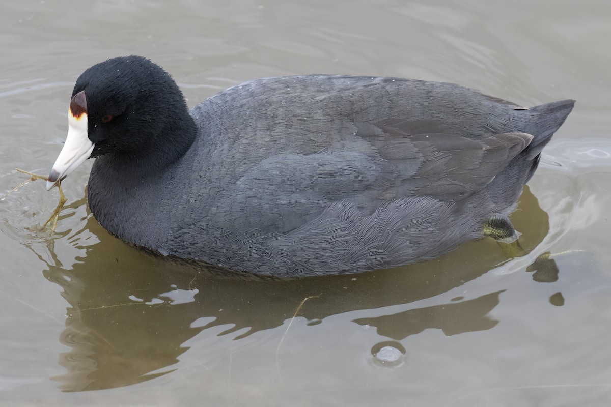 American Coot - Ted Keyel