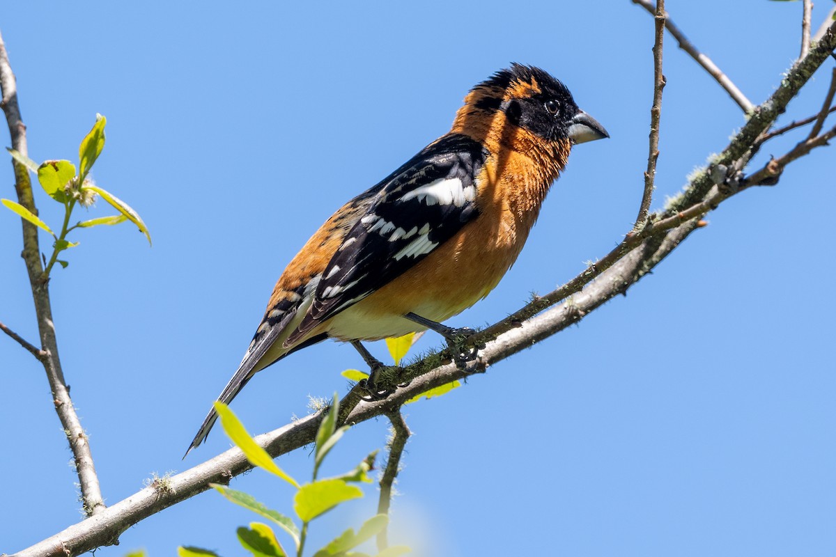 Black-headed Grosbeak - ML617449841