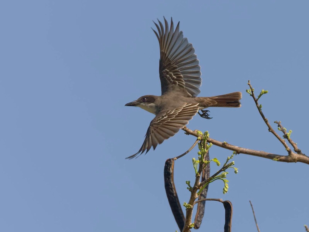 Giant Kingbird - Yaro Rodriguez