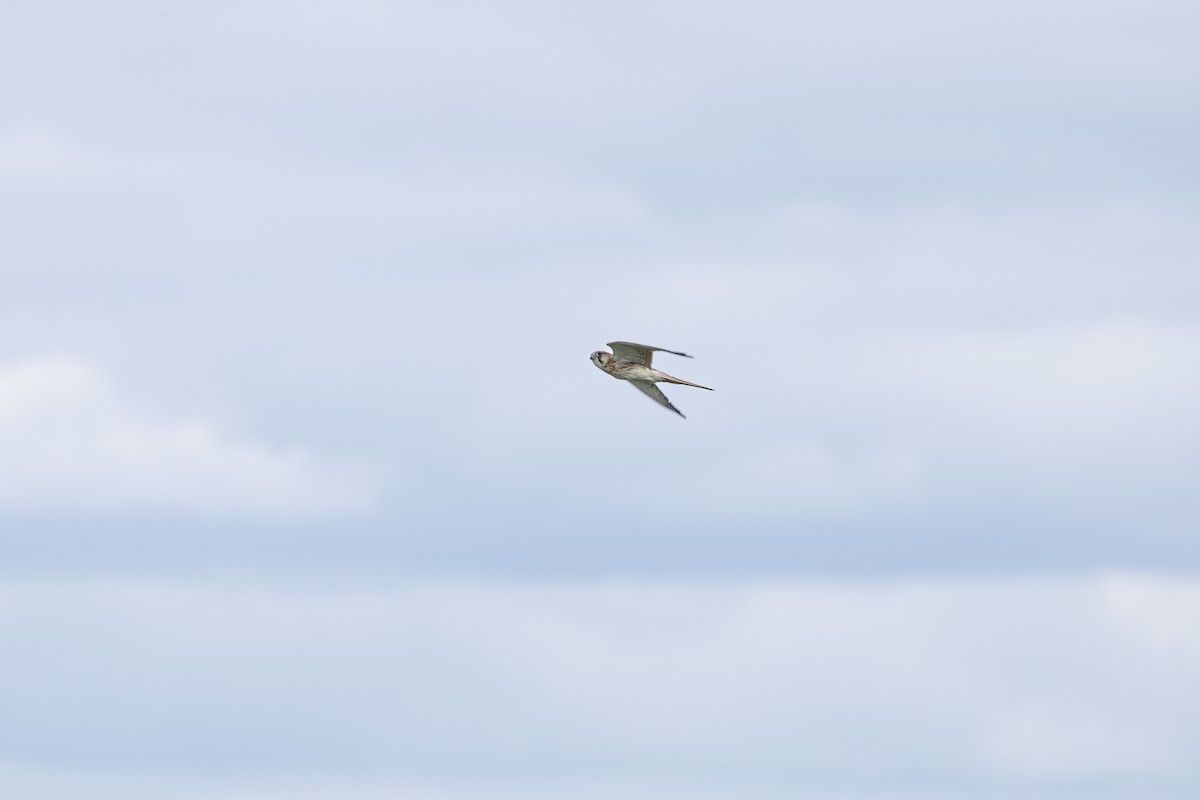 Nankeen Kestrel - ML617449870