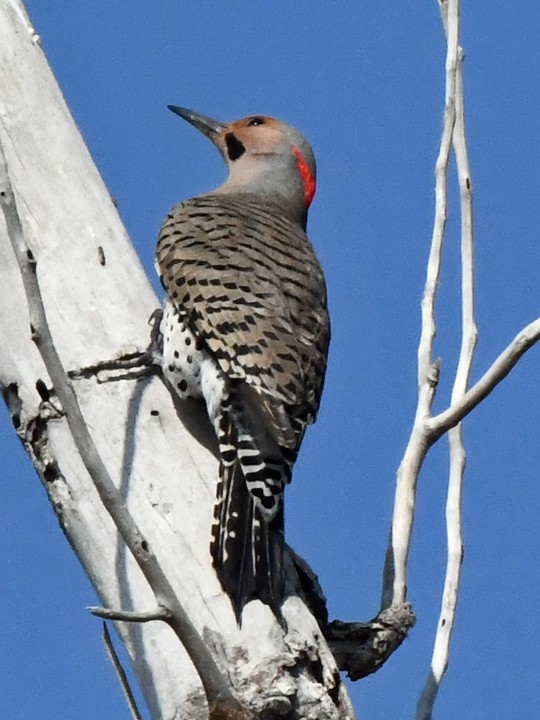 Northern Flicker (Yellow-shafted) - Denny Granstrand