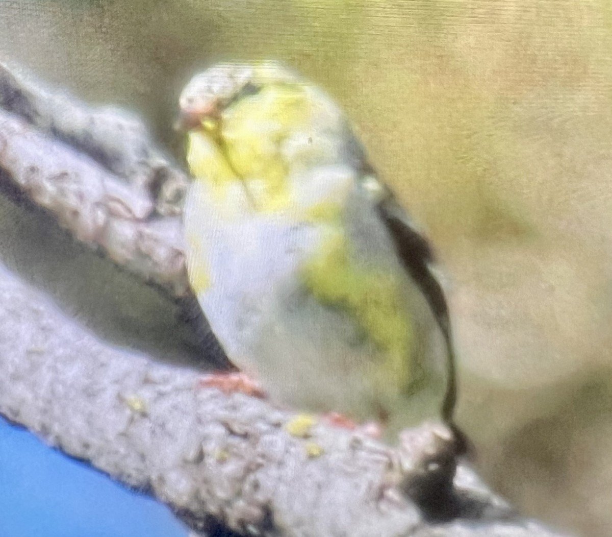 American Goldfinch - ML617449905