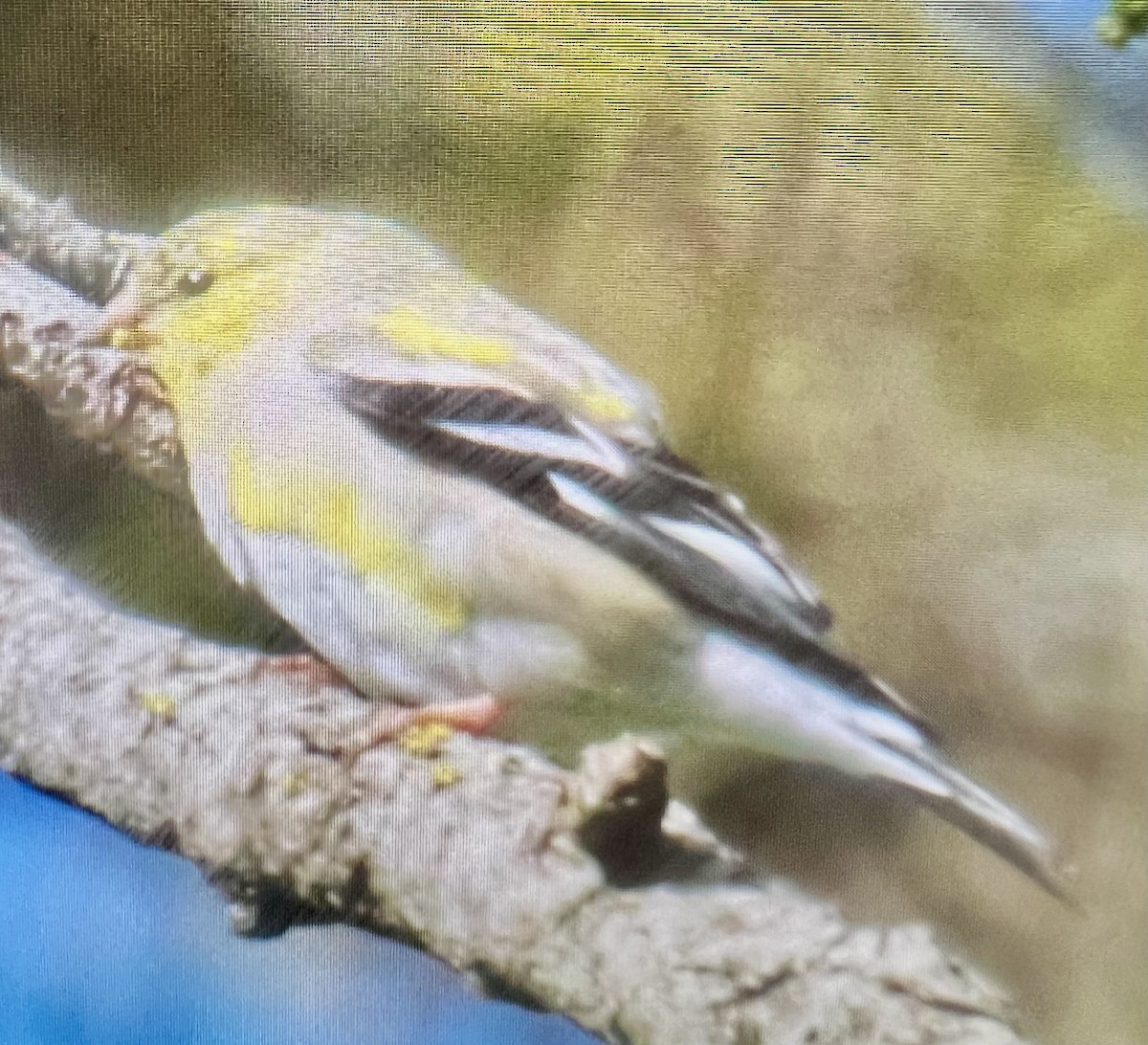 American Goldfinch - Connie Haile