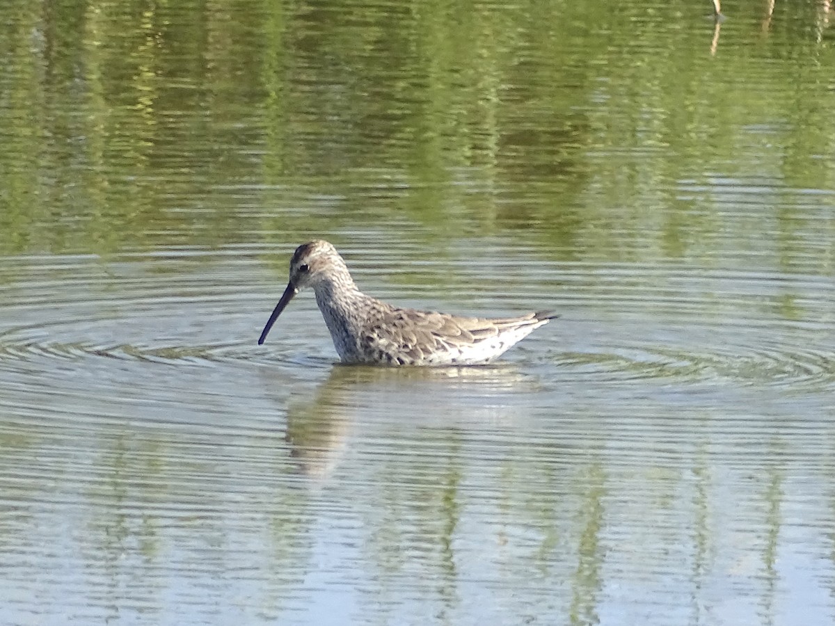 Stilt Sandpiper - Jeffrey Roth