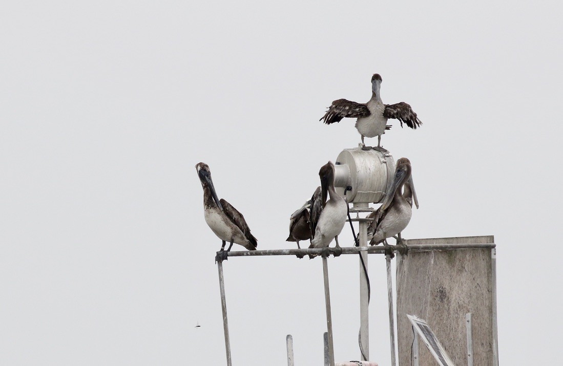 Brown Pelican - ML617449922