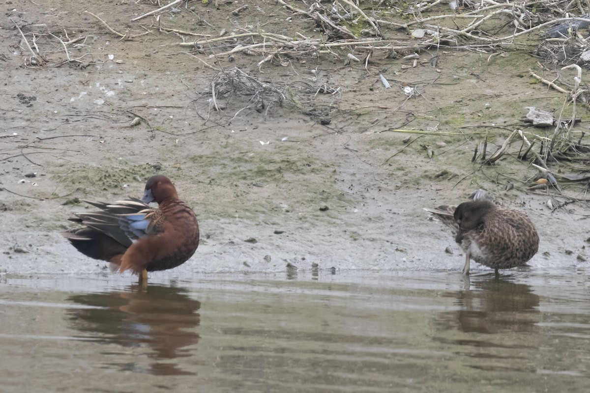 Cinnamon Teal - Ted Keyel