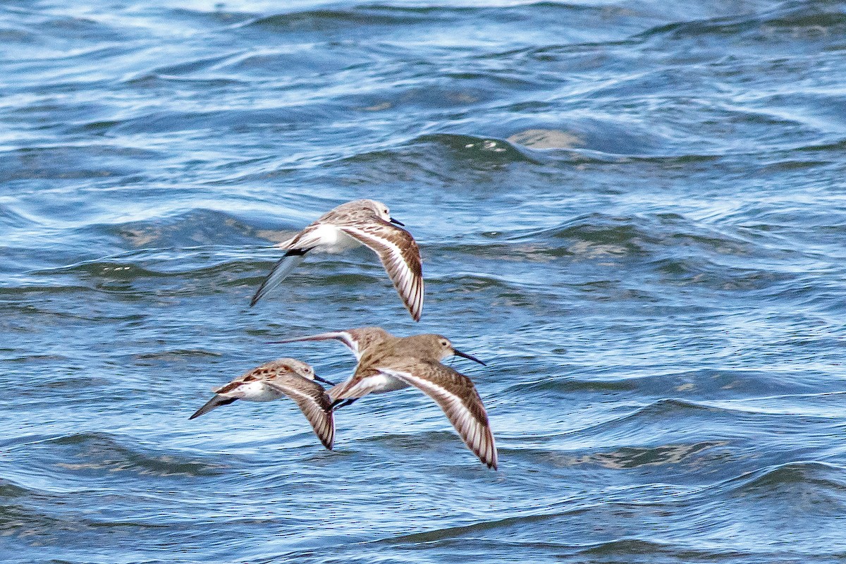 Dunlin - ML617449976