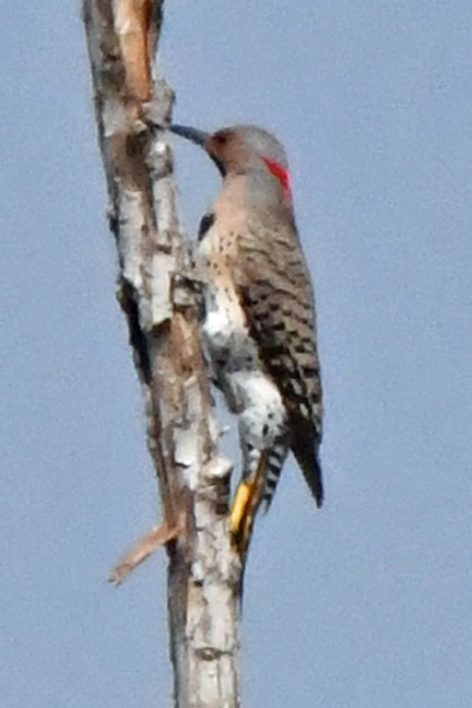 Northern Flicker (Yellow-shafted) - Denny Granstrand