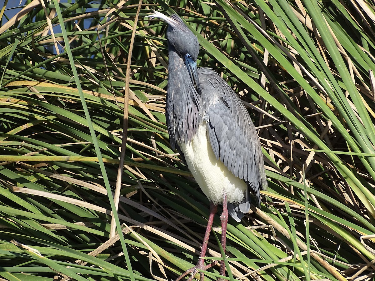 Tricolored Heron - Jeffrey Roth