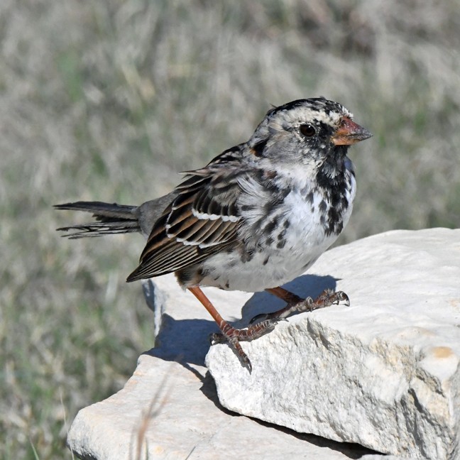 Harris's Sparrow - ML617450001