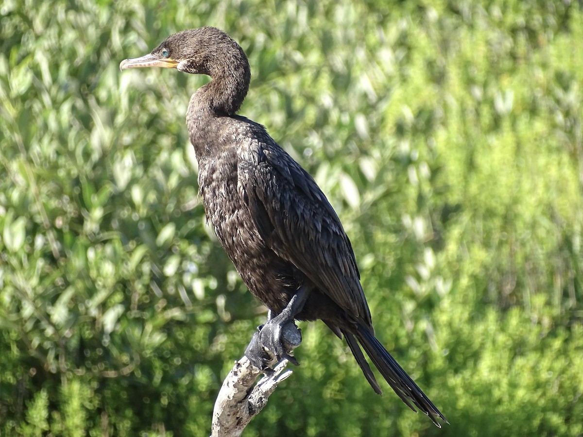 Neotropic Cormorant - Jeffrey Roth