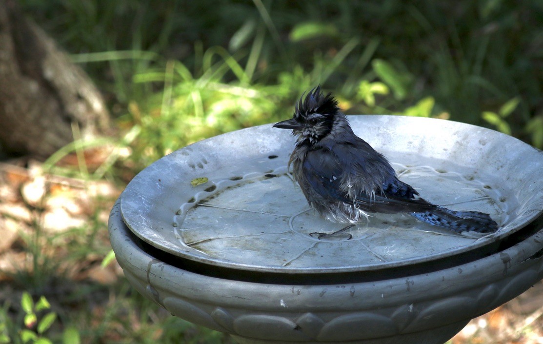 Blue Jay - ML617450128