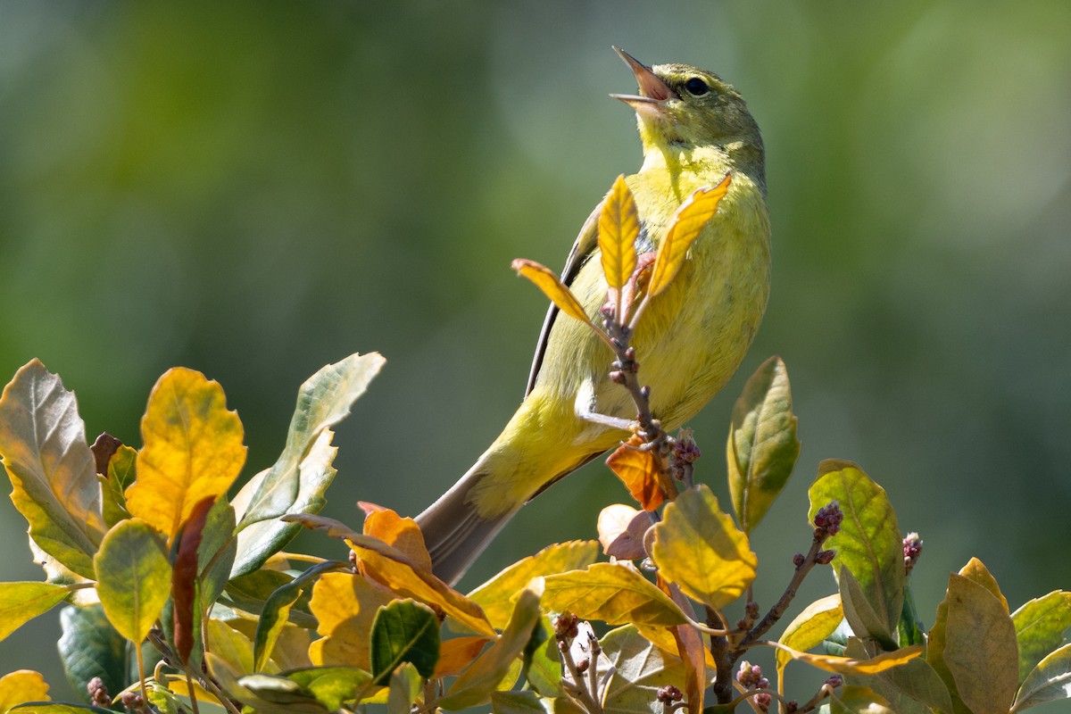 Orange-crowned Warbler - ML617450214