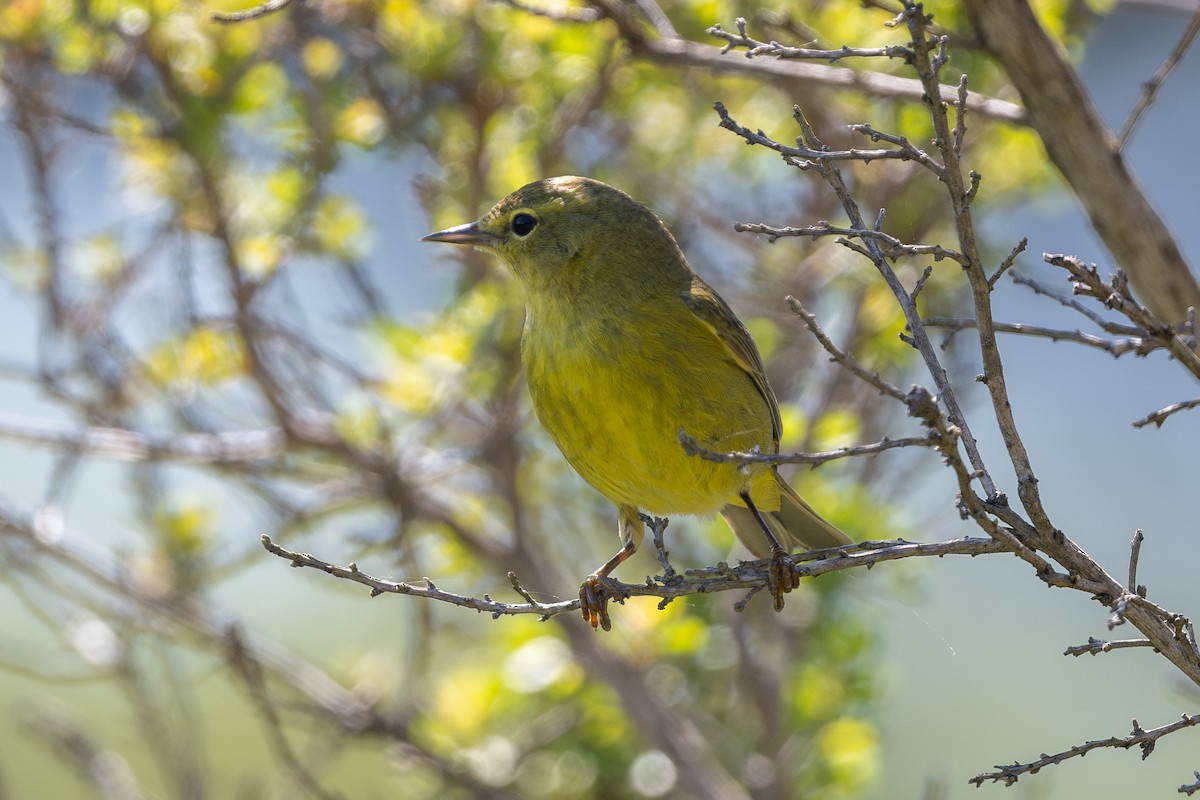 Orange-crowned Warbler - ML617450216