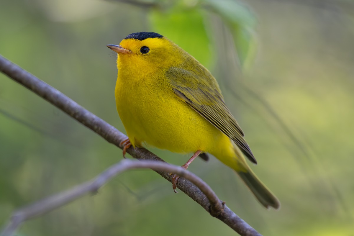 Wilson's Warbler - ML617450228