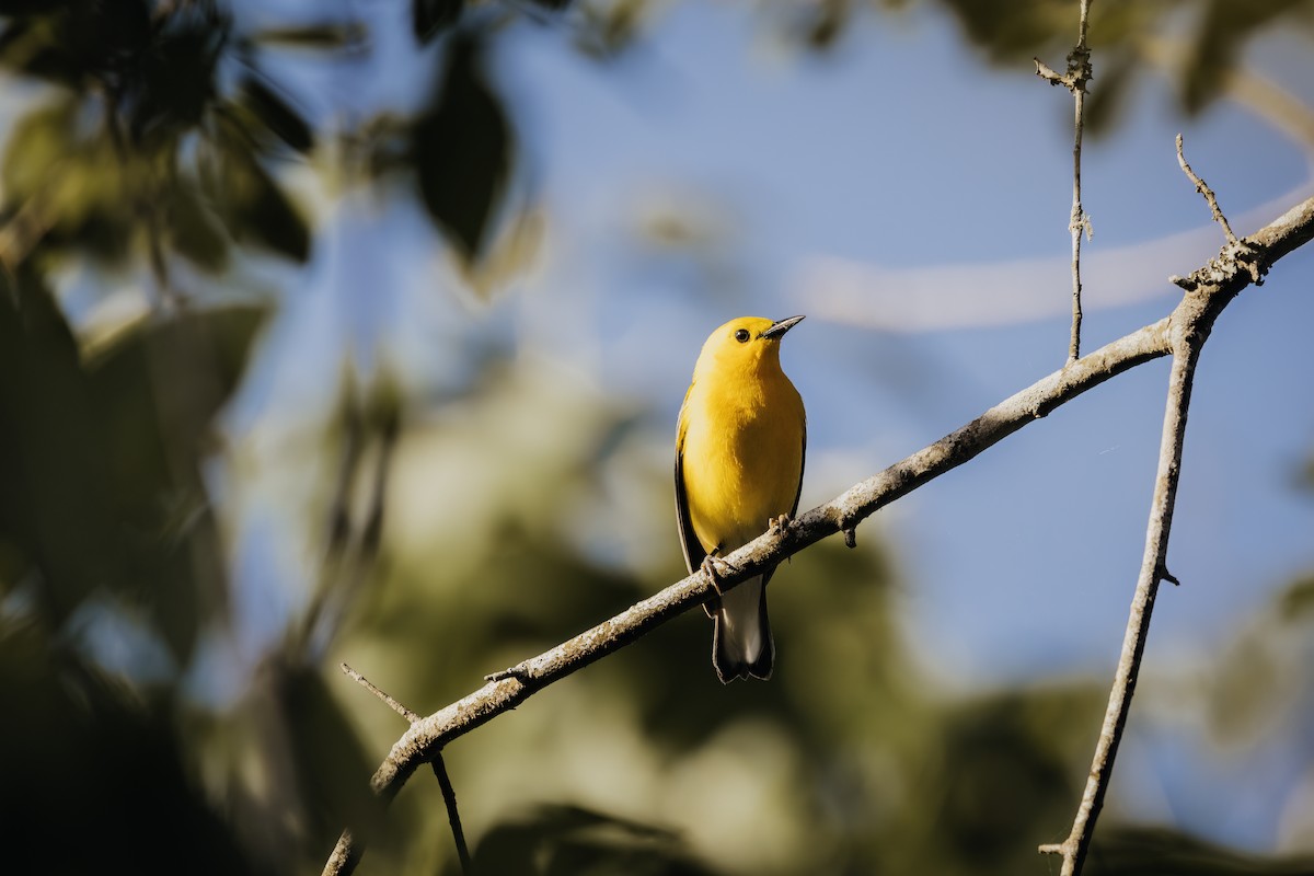 Prothonotary Warbler - Ryan Wallace