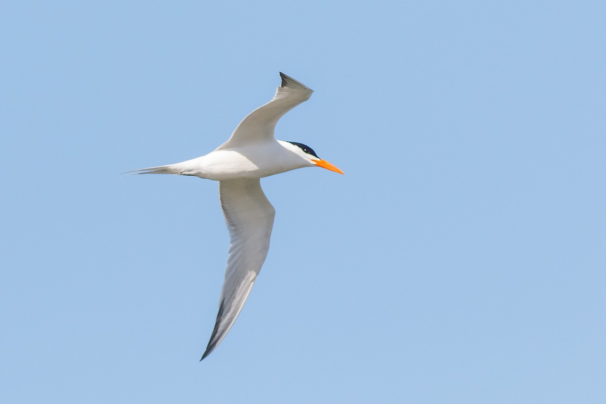 Royal Tern - ML617450267