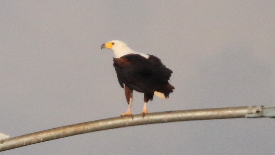 African Fish-Eagle - ML617450269