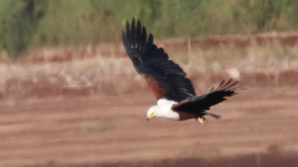 African Fish-Eagle - ML617450270