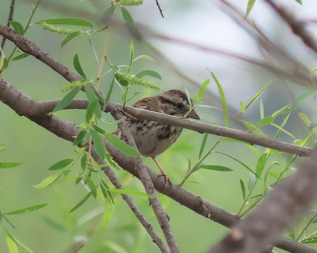 Song Sparrow - Scott Loss