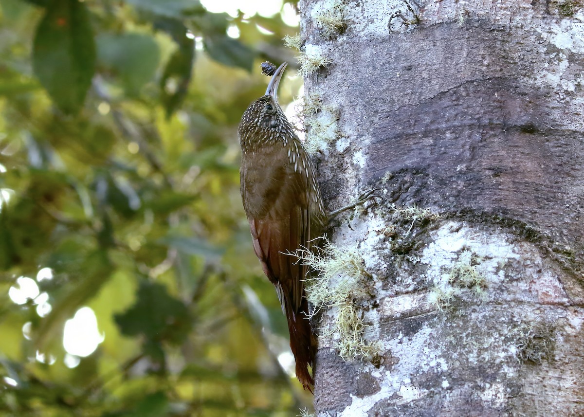 Montane Woodcreeper - ML617450332