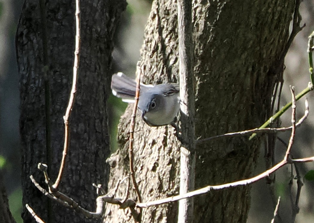 Blue-gray Gnatcatcher - ML617450341