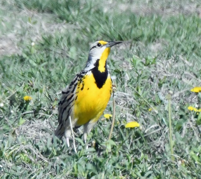 Eastern Meadowlark - Denny Granstrand