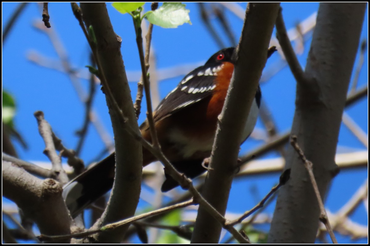 Spotted Towhee - Peter Gordon