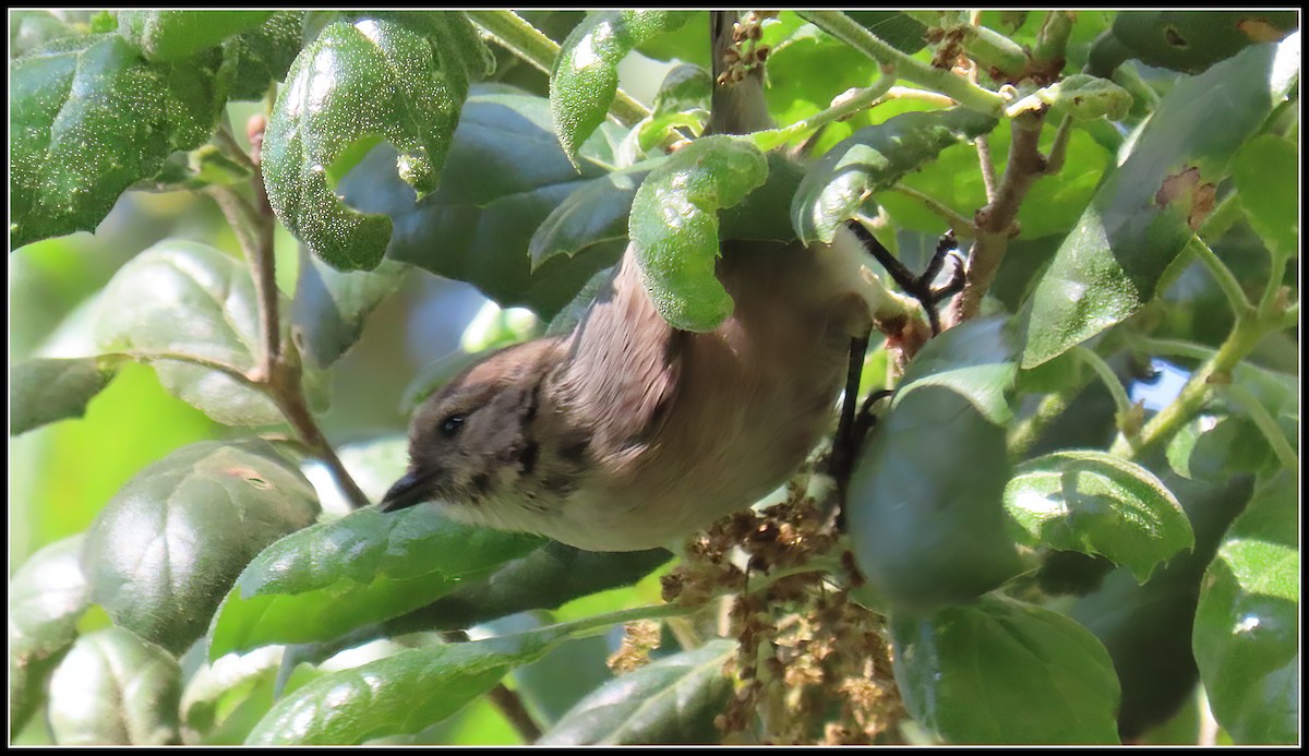 Bushtit - Peter Gordon