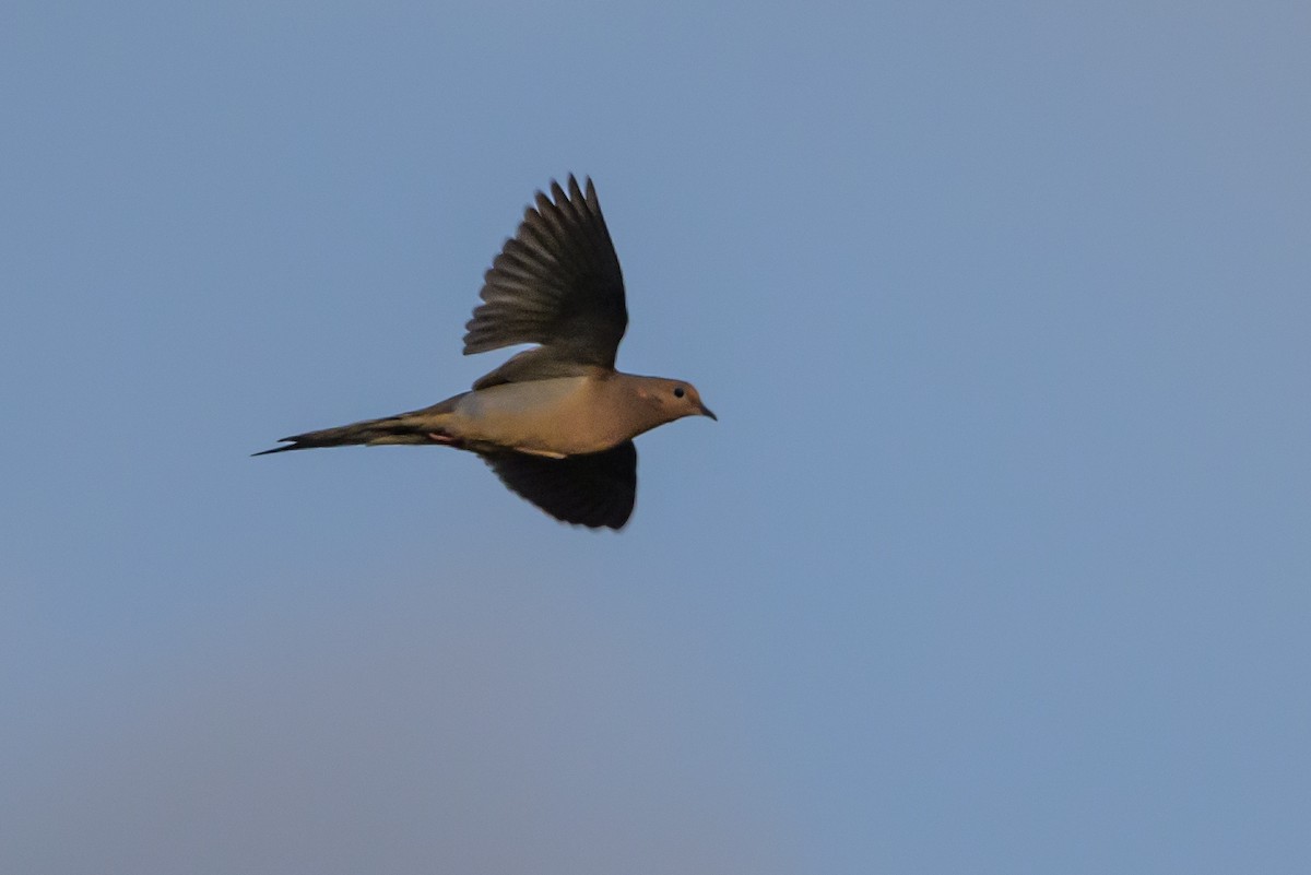 Mourning Dove - ML617450402