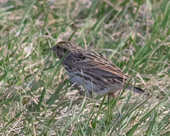 Savannah Sparrow - ML617450453