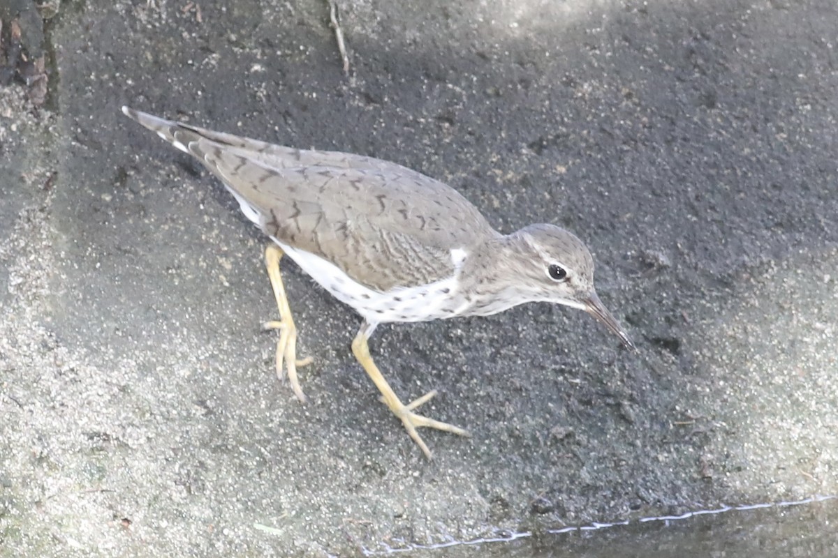 Spotted Sandpiper - ML617450456