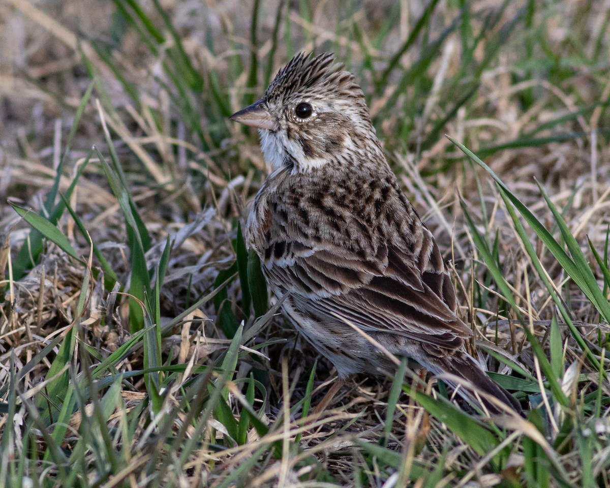 Vesper Sparrow - ML617450462