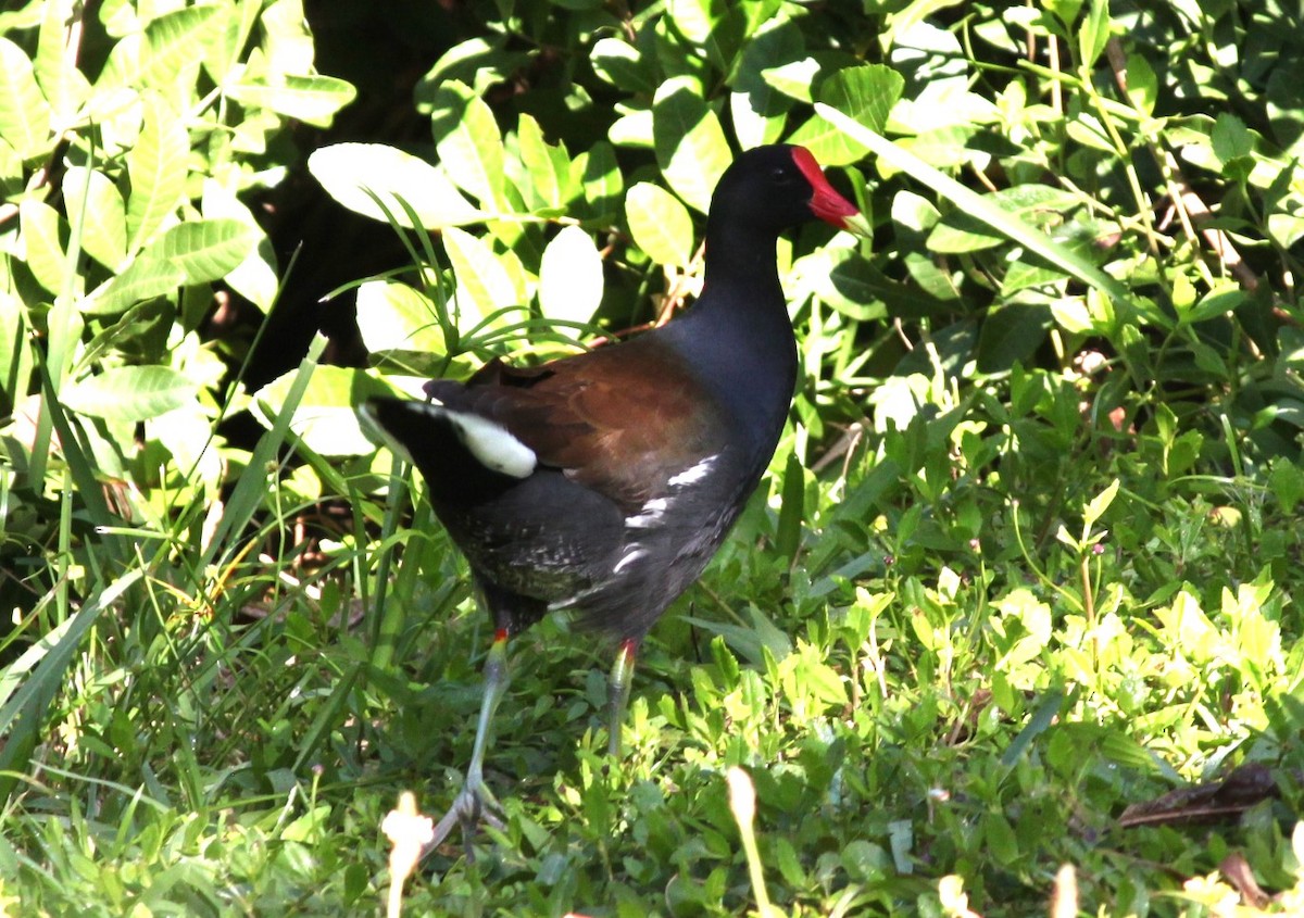 Common Gallinule - ML617450471