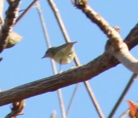 Tennessee Warbler - ML617450479