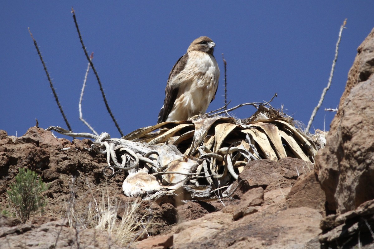Red-tailed Hawk - ML617450494