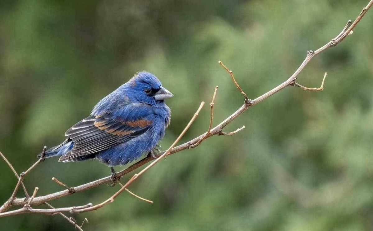 Blue Grosbeak - ML617450496