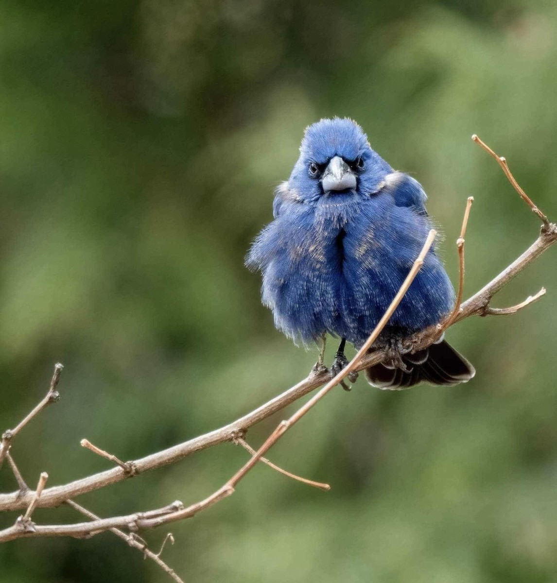 Blue Grosbeak - ML617450499