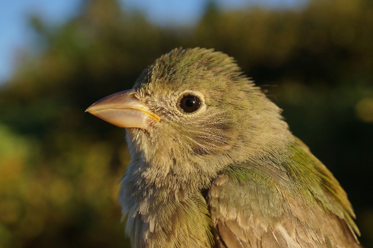 Painted Bunting - ML617450501