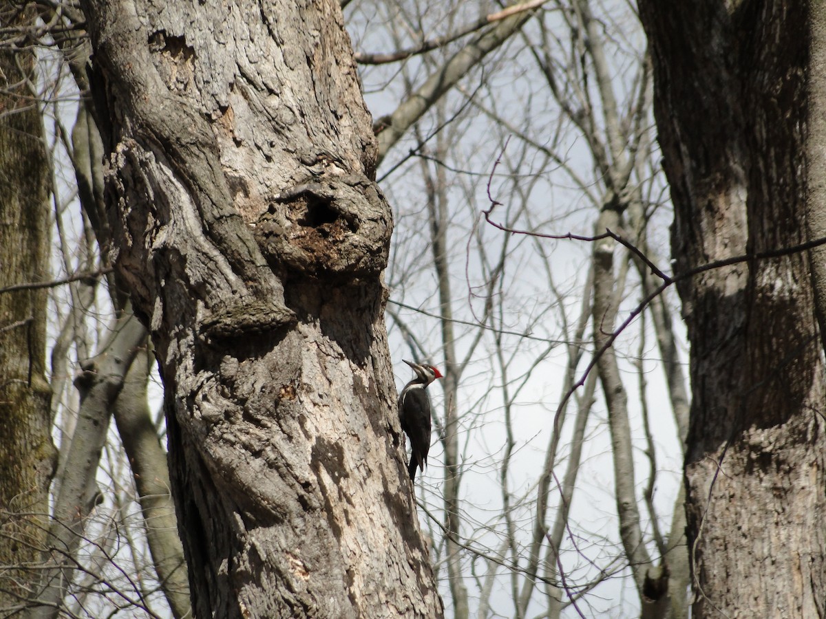 Pileated Woodpecker - ML617450532