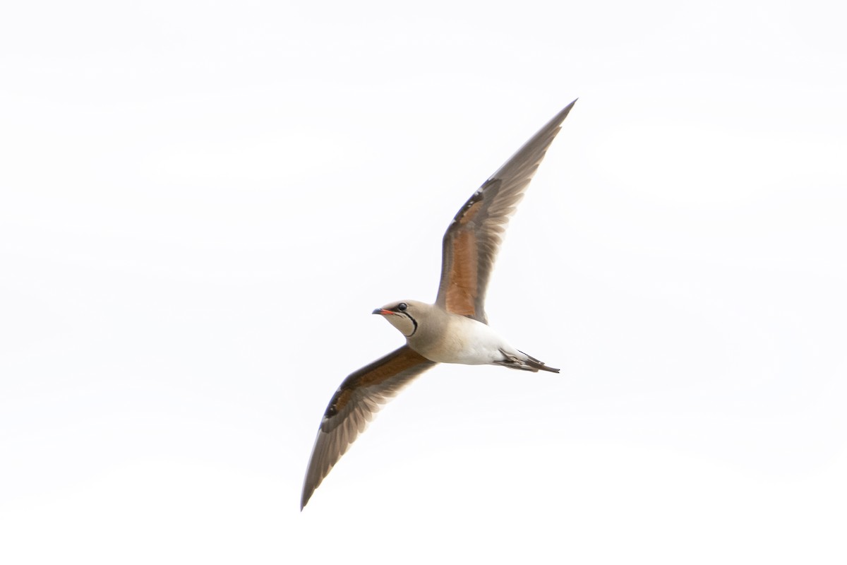 Collared Pratincole - ML617450560