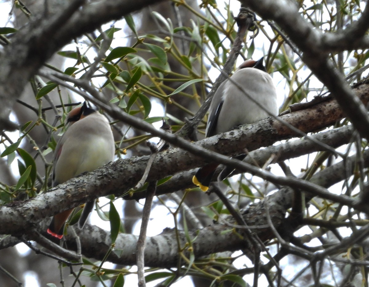 Japanese Waxwing - ML617450565