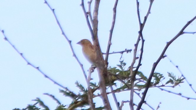 Chestnut Weaver - Rick Folkening