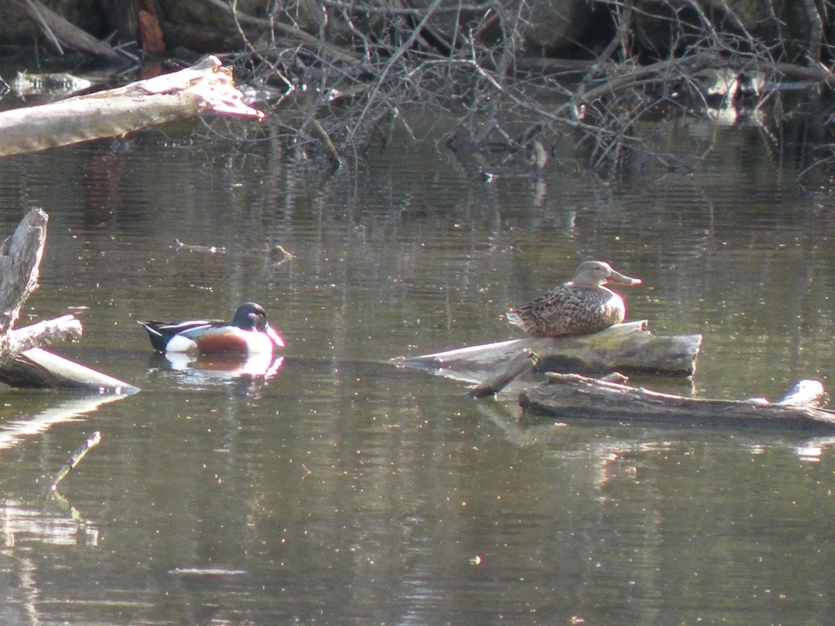 Northern Shoveler - Anne Longmore