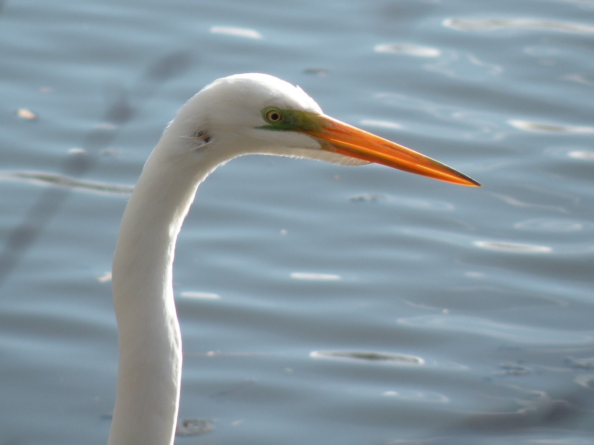 Great Egret - ML617450624