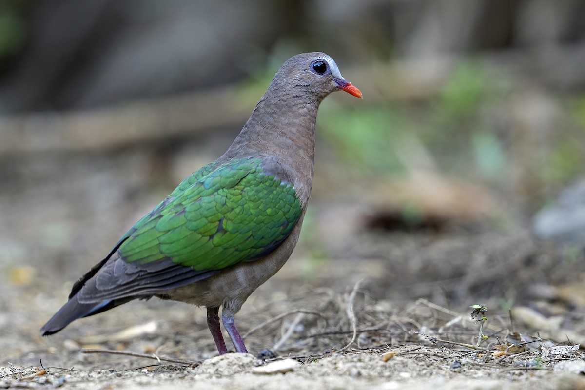 Asian Emerald Dove - ML617450654