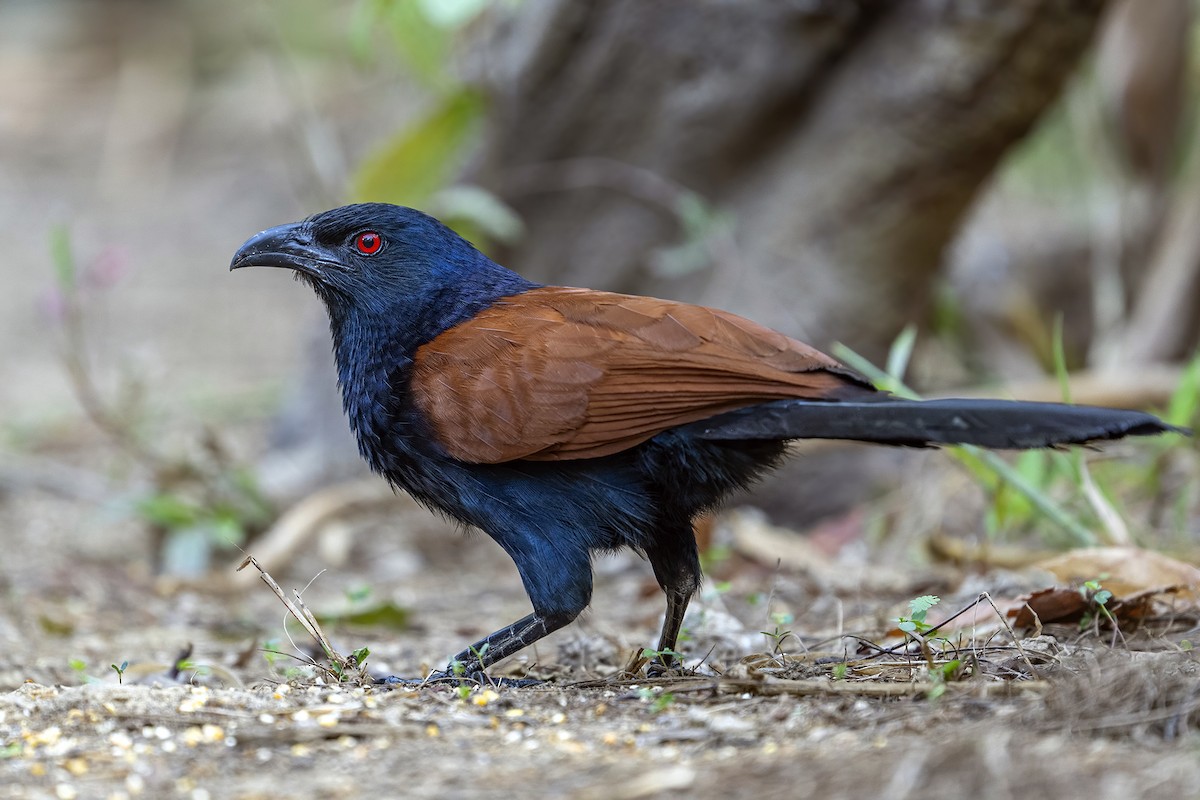 Greater Coucal - ML617450663