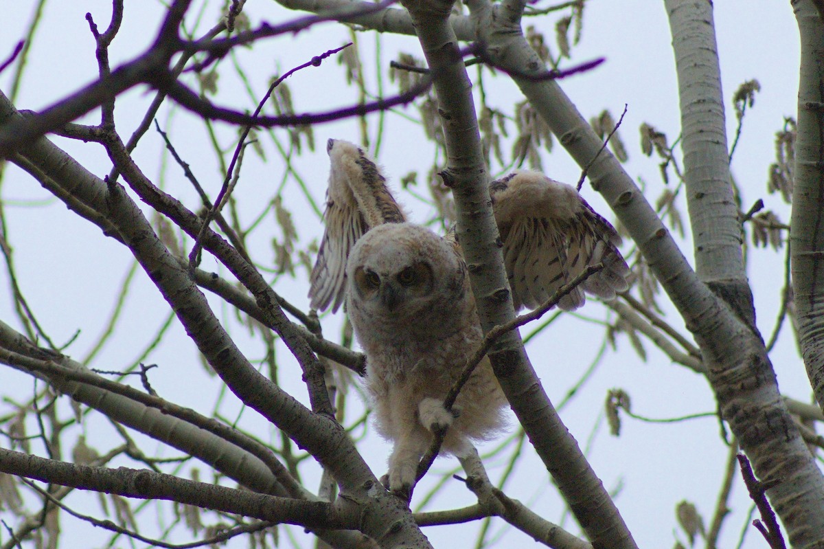 Great Horned Owl - Elliot Kinnear